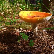 PACOTE APARADOS DA SERRA/NATUREZA SELVAGEM COM PASSEIO DE BALÃO-5 DIAS /04 PERNOITES-POUSADA CORUCACAS - 120276790_103838944821100_7296565092114135768_n