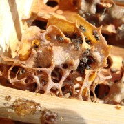 PACOTE CRISTO DE ENCANTADO-COLINAS, IMIGRANTE & TEOTÔNIA-CONVENTO FRANCISCANO BOA VENTURA, CACTÁRIO HORST,FÁBRICA DE VELAS ARTESANAIS, MELIPOLINARO KLEIN,CRISTO DE ENCANTADO ,CHOCOLATES DIVINE, ALAMBIQUE ENGENHO 4 VENTOS, MORRO DE TEUTÔNIA-DIA 11 DE OUTUBRO - 504500606_2990716997776679_5542444238746809836_n