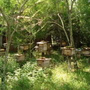 PACOTE CRISTO DE ENCANTADO-COLINAS, IMIGRANTE & TEOTÔNIA-CONVENTO FRANCISCANO BOA VENTURA, CACTÁRIO HORST,FÁBRICA DE VELAS ARTESANAIS, MELIPOLINARO KLEIN,CRISTO DE ENCANTADO ,CHOCOLATES DIVINE, ALAMBIQUE ENGENHO 4 VENTOS, MORRO DE TEUTÔNIA-DIA 11 DE OUTUBRO - 505446940_2991969834318062_1203946834088339879_n