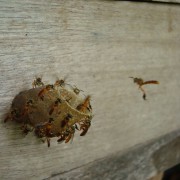 PACOTE CRISTO DE ENCANTADO-COLINAS, IMIGRANTE & TEOTÔNIA-CONVENTO FRANCISCANO BOA VENTURA, CACTÁRIO HORST,FÁBRICA DE VELAS ARTESANAIS, MELIPOLINARO KLEIN,CRISTO DE ENCANTADO ,CHOCOLATES DIVINE, ALAMBIQUE ENGENHO 4 VENTOS, MORRO DE TEUTÔNIA-DIA 11 DE OUTUBRO - 505523972_2991969827651396_3063571451847818412_n