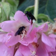 PACOTE CRISTO DE ENCANTADO-COLINAS, IMIGRANTE & TEOTÔNIA-CONVENTO FRANCISCANO BOA VENTURA, CACTÁRIO HORST,FÁBRICA DE VELAS ARTESANAIS, MELIPOLINARO KLEIN,CRISTO DE ENCANTADO ,CHOCOLATES DIVINE, ALAMBIQUE ENGENHO 4 VENTOS, MORRO DE TEUTÔNIA-DIA 11 DE OUTUBRO - 57377498_1181999158648481_7881600085803401216_n