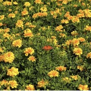 PACOTE DE CONTO DE FADAS DA PRIMAVERA – SÃO FRANCISCO DE PAULA, PARQUE MATRIA , LIVRARIA MIRAGEM, CASTELO MONTSALVAT -DIA 22 DE NOVEMBRO DE 2025-SÁBADO - IMG_5143