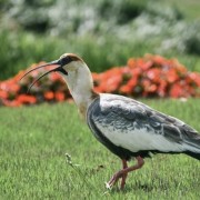 PACOTE DE CONTO DE FADAS DA PRIMAVERA – SÃO FRANCISCO DE PAULA, PARQUE MATRIA , LIVRARIA MIRAGEM, CASTELO MONTSALVAT -DIA 22 DE NOVEMBRO DE 2025-SÁBADO - thumbnail_IMG_2294