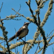 PACOTE DE CONTO DE FADAS DA PRIMAVERA – SÃO FRANCISCO DE PAULA, PARQUE MATRIA , LIVRARIA MIRAGEM, CASTELO MONTSALVAT -DIA 22 DE NOVEMBRO DE 2025-SÁBADO - thumbnail_IMG_2295
