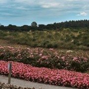 PACOTE DE CONTO DE FADAS DA PRIMAVERA – SÃO FRANCISCO DE PAULA, PARQUE MATRIA , LIVRARIA MIRAGEM, CASTELO MONTSALVAT -DIA 22 DE NOVEMBRO DE 2025-SÁBADO - thumbnail_IMG_2296