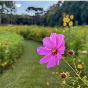 PACOTE DE CONTO DE FADAS DA PRIMAVERA – SÃO FRANCISCO DE PAULA, PARQUE MATRIA , LIVRARIA MIRAGEM, CASTELO MONTSALVAT -DIA 22 DE NOVEMBRO DE 2025-SÁBADO - thumbnail_IMG_5144
