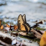 PACOTE RAFTING-DIA DE PURA AVENTURA NO PARQUE DAS LARANJEIRAS-DIA 13 DE DEZEMBRO -SÁBADO - thumbnail_IMG_5393
