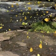PACOTE RAFTING-DIA DE PURA AVENTURA NO PARQUE DAS LARANJEIRAS-DIA 13 DE DEZEMBRO -SÁBADO - thumbnail_IMG_5400