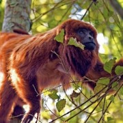 PACOTE RAFTING-DIA DE PURA AVENTURA NO PARQUE DAS LARANJEIRAS-DIA 13 DE DEZEMBRO -SÁBADO - thumbnail_IMG_5409