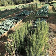 PACOTE TEMPLO BUDISTA DE TRÊS COROAS, ALMOÇO RESTAURANTE MEU CANTINHO COM MINI FAZENDINHA , CUCAS E COMPRAS EM OUTLET DE NOVO HAMBURGO-DIA 23 DE NOVEMBRO-DOMINGO - thumbnail_IMG_5527