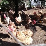 PACOTE TEMPLO BUDISTA DE TRÊS COROAS, ALMOÇO RESTAURANTE MEU CANTINHO COM MINI FAZENDINHA , CUCAS E COMPRAS EM OUTLET DE NOVO HAMBURGO-DIA 23 DE NOVEMBRO-DOMINGO - thumbnail_IMG_5591