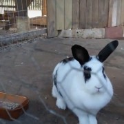 PACOTE TEMPLO BUDISTA DE TRÊS COROAS, ALMOÇO RESTAURANTE MEU CANTINHO COM MINI FAZENDINHA , CUCAS E COMPRAS EM OUTLET DE NOVO HAMBURGO-DIA 23 DE NOVEMBRO-DOMINGO - thumbnail_IMG_5592