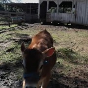 PACOTE TEMPLO BUDISTA DE TRÊS COROAS, ALMOÇO RESTAURANTE MEU CANTINHO COM MINI FAZENDINHA , CUCAS E COMPRAS EM OUTLET DE NOVO HAMBURGO-DIA 23 DE NOVEMBRO-DOMINGO - thumbnail_IMG_5593