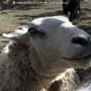 PACOTE TEMPLO BUDISTA DE TRÊS COROAS, ALMOÇO RESTAURANTE MEU CANTINHO COM MINI FAZENDINHA , CUCAS E COMPRAS EM OUTLET DE NOVO HAMBURGO-DIA 23 DE NOVEMBRO-DOMINGO - thumbnail_IMG_5594