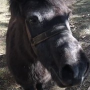 PACOTE TEMPLO BUDISTA DE TRÊS COROAS, ALMOÇO RESTAURANTE MEU CANTINHO COM MINI FAZENDINHA , CUCAS E COMPRAS EM OUTLET DE NOVO HAMBURGO-DIA 23 DE NOVEMBRO-DOMINGO - thumbnail_IMG_5595
