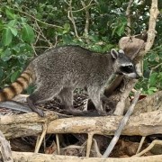 PACOTES APARADOS DA SERRA , CÂNIONS-CARNAVAL 2025-04 DIAS/03 PERNOITES-01 A 04 DE MARÇO DE 2025 - Crab-eating_raccoon_(Procyon_cancrivorus)_Manuel_Antonio_Park_CRI_01_2020_CRI_01_2020_1752