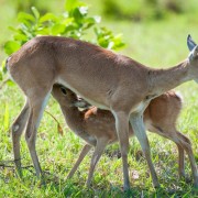 PACOTES APARADOS DA SERRA , CÂNIONS-CARNAVAL 2025-04 DIAS/03 PERNOITES-01 A 04 DE MARÇO DE 2025 - VEADO