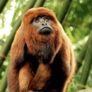 PACOTES APARADOS DA SERRA , CÂNIONS-CARNAVAL 2025-04 DIAS/03 PERNOITES-01 A 04 DE MARÇO DE 2025 - thumbnail_IMG_5274