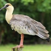 PACOTES APARADOS DA SERRA , CÂNIONS-CARNAVAL 2025-04 DIAS/03 PERNOITES-01 A 04 DE MARÇO DE 2025 - thumbnail_IMG_5276