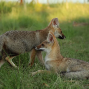 PACOTES APARADOS DA SERRA , CÂNIONS-CARNAVAL 2025-04 DIAS/03 PERNOITES-01 A 04 DE MARÇO DE 2025 - whatsapp-image-2020-04-13-at-19.56.13-1-