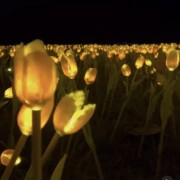 PACOTE DIA DOS NAMORADOS NO PARQUE LUMNI EM GRAMADO-Venha criar momentos inesquecíveis cheios de luz e cor com quem amas-12 a 15 de Junho de 2025 - thumbnail_IMG_5460