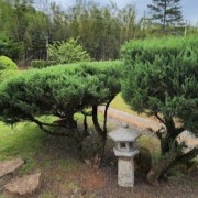 PACOTE II NOITE CULTURAL & GASTRONÔMICA DE IVOTI-COLÔNIA JAPONESA -08 DE NOVEMBRO-SÁBADO - thumbnail_IMG_4798