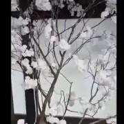 PACOTE II NOITE CULTURAL & GASTRONÔMICA DE IVOTI-COLÔNIA JAPONESA -08 DE NOVEMBRO-SÁBADO - thumbnail_IMG_4801