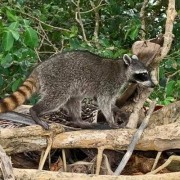 PACOTE CANION ITAIMBEZINHO, BOIA CROSS & CANION MALACARA NA PRAIA GRANDE-02 DIAS /01 PERNOITE -28.02 A 01 DE MARÇO DE 2026 - 126265974_153982009806793_8839729126894300595_n