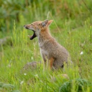 PACOTE CANION ITAIMBEZINHO, BOIA CROSS & CANION MALACARA NA PRAIA GRANDE-02 DIAS /01 PERNOITE -28.02 A 01 DE MARÇO DE 2026 - c92c6333931b12d19b34dca919cea2fbgraxaim2