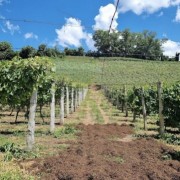 PACOTE TRASLADOS EVENTO GASTRONOMADE BRASIL 2026-21 DE MARCO-FLORES DA CUNHA-VINICOLA GAIO & CHEF MAURICIO BEUTER - IMG_0152