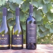 PACOTE TRASLADOS EVENTO GASTRONOMADE BRASIL 2026-21 DE MARCO-FLORES DA CUNHA-VINICOLA GAIO & CHEF MAURICIO BEUTER - IMG_0153 (1)