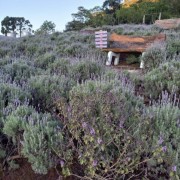 PACOTE CAMINHOS DA LAVANDA EM MORRO REUTER-VENHA SE CONECTAR A ENERGIA DE CURA E CALMA NUM ROTEIRO CHEIO DE CHARME-DIA 09 DE MAIO-SÁBADO - IMG_8520