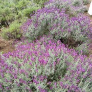 PACOTE CAMINHOS DA LAVANDA EM MORRO REUTER-VENHA SE CONECTAR A ENERGIA DE CURA E CALMA NUM ROTEIRO CHEIO DE CHARME-DIA 09 DE MAIO-SÁBADO - IMG_8524