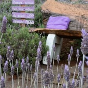 PACOTE CAMINHOS DA LAVANDA EM MORRO REUTER-VENHA SE CONECTAR A ENERGIA DE CURA E CALMA NUM ROTEIRO CHEIO DE CHARME-DIA 09 DE MAIO-SÁBADO - IMG_8526