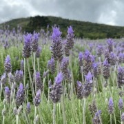PACOTE CAMINHOS DA LAVANDA EM MORRO REUTER-VENHA SE CONECTAR A ENERGIA DE CURA E CALMA NUM ROTEIRO CHEIO DE CHARME-DIA 09 DE MAIO-SÁBADO - IMG_8921