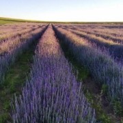 PACOTE CAMINHOS DA LAVANDA EM MORRO REUTER-VENHA SE CONECTAR A ENERGIA DE CURA E CALMA NUM ROTEIRO CHEIO DE CHARME-DIA 09 DE MAIO-SÁBADO - IMG_8922
