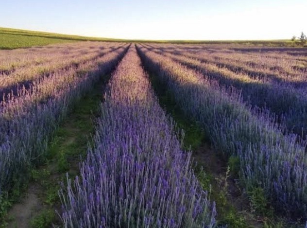 PACOTE SERRA GAÚCHA-05 DIAS /04 PERNOITES-MORRO REUTER, GRAMADO,CANELA & SÃO FRANCISCO DE PAULA - IMG_8922