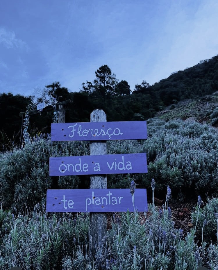PACOTE CAMINHOS DA LAVANDA EM MORRO REUTER-VENHA SE CONECTAR A ENERGIA DE CURA E CALMA NUM ROTEIRO CHEIO DE CHARME-DIA 09 DE MAIO-SÁBADO - IMG_8923
