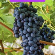 PACOTE FESTA DA UVA 2026-35º FESTA NACIONAL DA UVA E FEIRA AGROINDUSTRIAL –PARQUE DA FESTA DA UVA –CAXIAS DO SUL /RS - IMG_9632 (4)