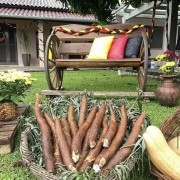 PACOTE XX FESTA DO AIPIM EM SÃO JOSÉ DO HORTENCIO-CULTURA ALEMÃ, DELÍCIAS DO AIPIM E MUITO CHOPP -25,26 DE ABRIL & 01, 02 , 03 DE MAIO - IMG_2455