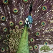 PACOTE DIÁRIA NA FAZENDA COM EXPEDIÇÃO CAPIVARAS -DIA 31 DE MAIO DE 2026 - IMG_3363