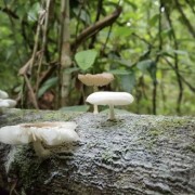 PACOTE DIÁRIA NA FAZENDA COM EXPEDIÇÃO CAPIVARAS -DIA 31 DE MAIO DE 2026 - IMG_3370