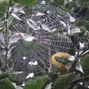 PACOTE DIÁRIA NA FAZENDA COM EXPEDIÇÃO CAPIVARAS -DIA 31 DE MAIO DE 2026 - IMG_3387