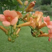 PACOTE DIÁRIA NA FAZENDA COM EXPEDIÇÃO CAPIVARAS -DIA 31 DE MAIO DE 2026 - IMG_3389