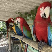 PACOTE DIÁRIA NA FAZENDA COM EXPEDIÇÃO CAPIVARAS -DIA 31 DE MAIO DE 2026 - IMG_3401