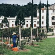 PACOTE TOUR GERAÇÕES -VENHA CONHECER A HISTÓRIA DA SALTON E DEGUSTAR VINHOS PREMIADOS-Dia 02 de Maio ou Sábados e Domingos - IMG_3812